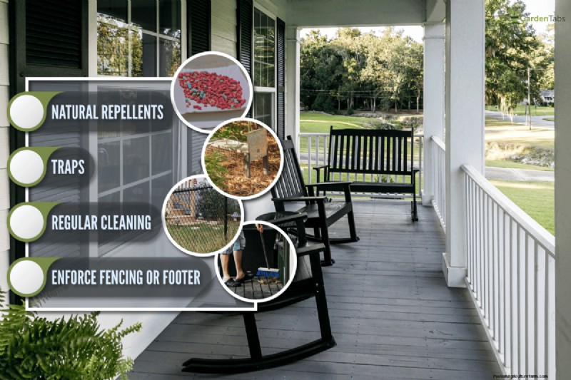 Effective, Humane Strategies to Keep Chipmunks Away From Your Porch and Driveway