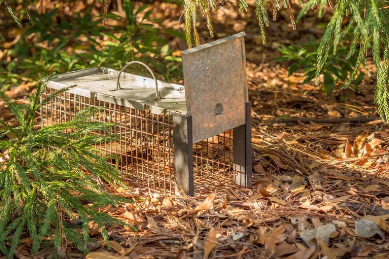 Effective, Humane Strategies to Keep Chipmunks Away From Your Porch and Driveway