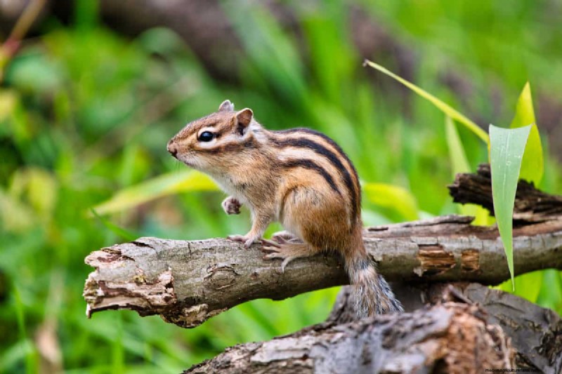 Effective, Humane Strategies to Keep Chipmunks Away From Your Porch and Driveway