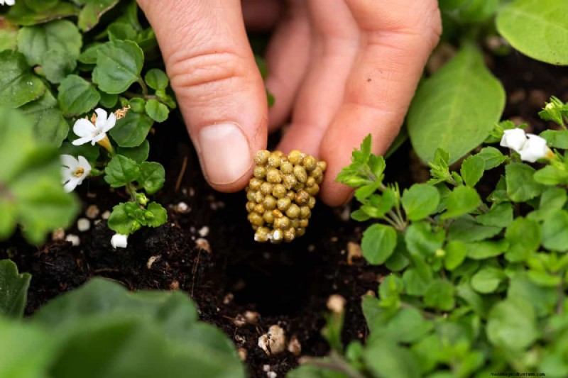 How Much Osmocote Fertilizer Do I Need for Potted Plants?