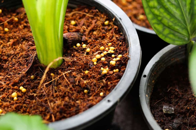 How Much Osmocote Fertilizer Do I Need for Potted Plants?