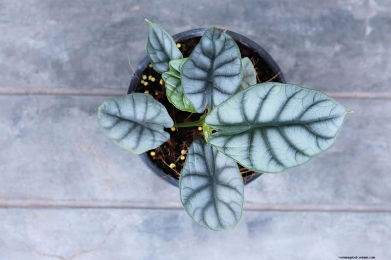 How Much Osmocote Fertilizer Do I Need for Potted Plants?