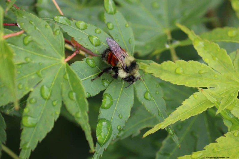 Japanese Maple Leaves with Holes? Common Causes & Expert Solutions
