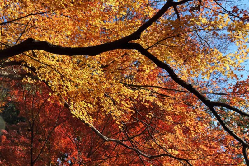 Japanese Maple Leaves with Holes? Common Causes & Expert Solutions