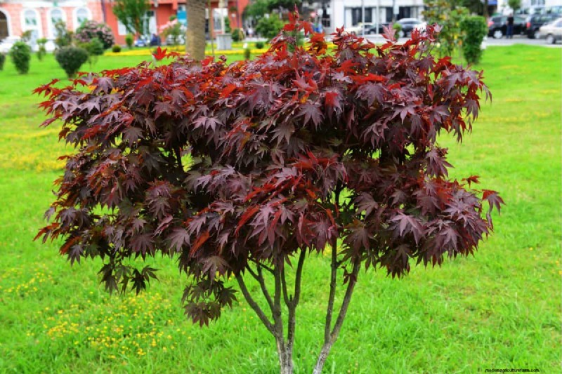 Japanese Maple Leaves with Holes? Common Causes & Expert Solutions