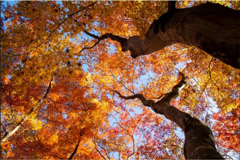 Japanese Maple Leaves with Holes? Common Causes & Expert Solutions