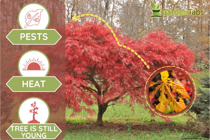 Japanese Maple Leaves with Holes? Common Causes & Expert Solutions