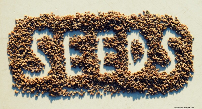 The Essential Benefits of Seed Saving for Gardeners