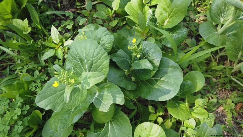 The Essential Benefits of Seed Saving for Gardeners
