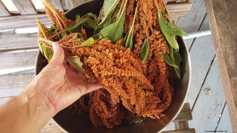 The Essential Benefits of Seed Saving for Gardeners