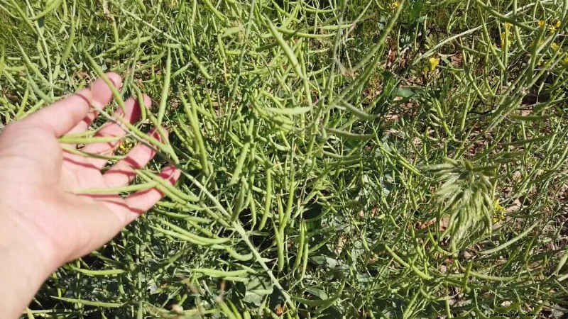 The Essential Benefits of Seed Saving for Gardeners