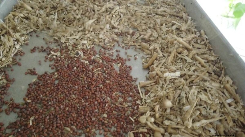 The Essential Benefits of Seed Saving for Gardeners