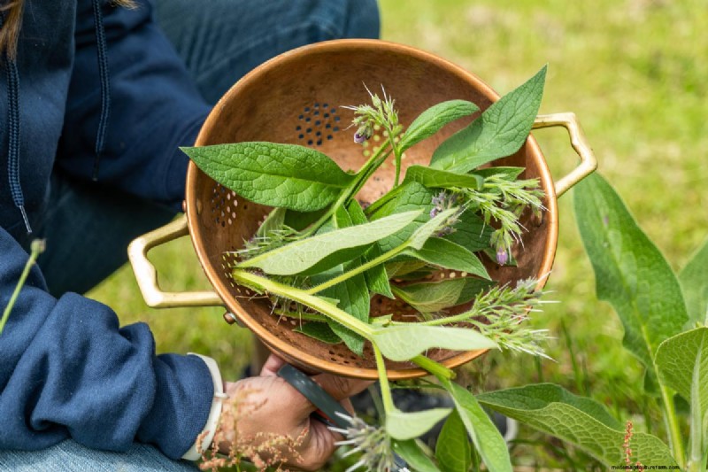 Comfrey Poultice: A Time‑Proven Herbal Remedy for Sprains, Strains, and Minor Injuries