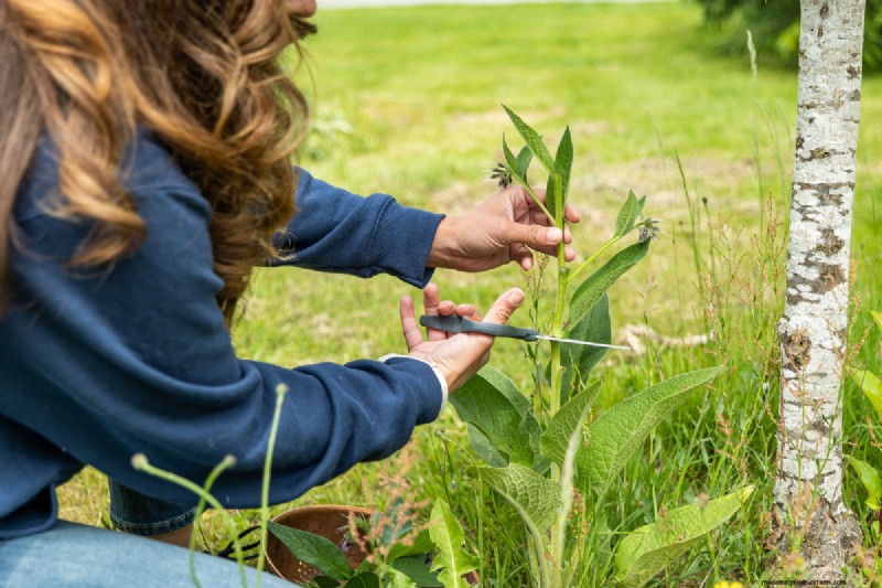 Comfrey Poultice: A Time‑Proven Herbal Remedy for Sprains, Strains, and Minor Injuries
