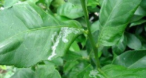 Control del minador de hojas de cítricos:cómo detectar el daño del minador de hojas de cítricos