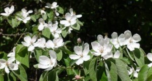 Goccia di fiori in mele cotogne:perché l albero di mele cotogne fa cadere fiori?