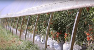4 formas sencillas de mejorar sus casas de aros este verano