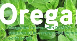Contrôle de la grégarine avec de l huile d origan DOSTO® dans les étangs commerciaux de terre à crevettes