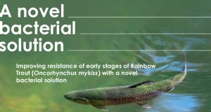 Amélioration de la résistance des premiers stades de la truite arc-en-ciel (Oncorhynchus mykiss) avec une nouvelle solution bactérienne