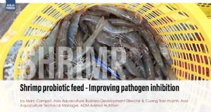 Aliment probiotique pour crevettes - Amélioration de l inhibition des agents pathogènes