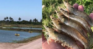 Crevette blanche du Pacifique Litopenaeus vanammei - l inclusion efficace de protéines fermentées de maïs en tant qu ingrédient durable