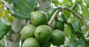 Pertanian kacang macadamia di Kenya