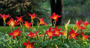 Daylilies