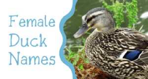250+ Nama Bebek untuk Teman Berbulu Anda (Dari Aflac hingga Xerxes)