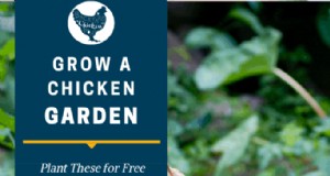 Tumbuhkan Kebun Ayam:Tanam Ini untuk Pakan Ayam Gratis