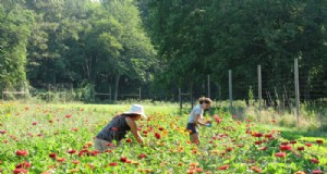 Coltivazione di fiori sostenibile 