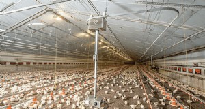 Robot d analyse ChickenBoy :suivre la santé du troupeau dans le poulailler 