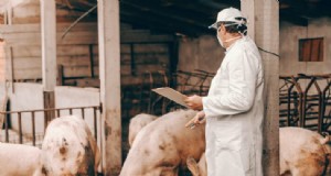 Los veterinarios agrícolas del Reino Unido trabajan para establecer una red nacional de campeones veterinarios agrícolas 