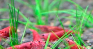 Comment la densité affecte les crevettes naines 