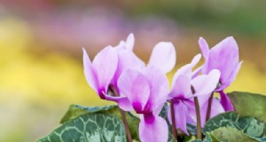 Cyclamen persicum:Perfil da planta 