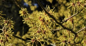 Profil tanaman – Witch hazel 