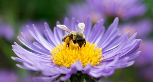 N achetez pas de graines pour oiseaux - Cultivez-les 