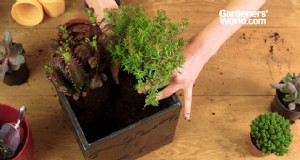 Présentoir succulent élégant 
