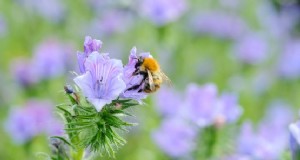 Comment faire pousser des échiums