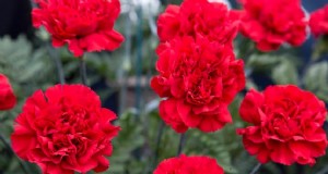 Como cultivar rosas (dianthus)