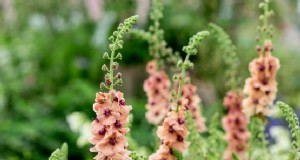Cara menanam verbascum 