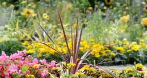 Comment faire pousser de la cordyline 