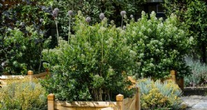 Comment faire pousser l escallonia 