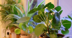 Cara menanam Pilea peperomioides 