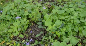 Cara menumbuhkan penyembuhan diri (Prunella vulgaris) 