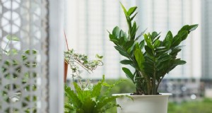 Comment faire pousser la plante ZZ (Zamioculcas zamiifolia) 