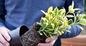 Contêiner de viola e euonymus