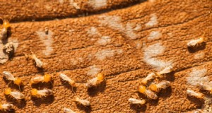 Comment se débarrasser des termites :des conseils pour lutter contre ces petits mais puissants ravageurs 