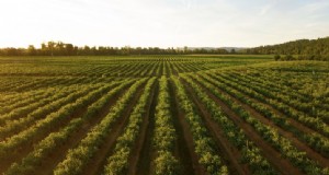 ¿Hacia dónde se dirige la agricultura y cómo lograr que la producción de alimentos sea sostenible?