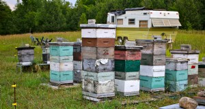 Der Stachel:Bei Bienendiebstählen verdächtigen Halter ihre eigenen