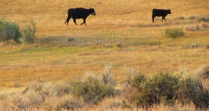 Mantenere i paesaggi ricoperti di artemisia mantiene l acqua sulla terra per gli allevatori e la fauna selvatica